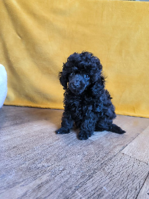 Les chiots de Caniche