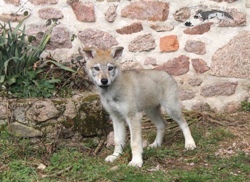 Chien-loup tchecoslovaque - De La Tanière De La Loupiote