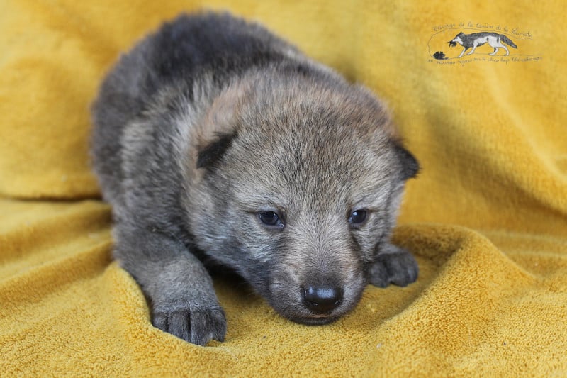 Chien-loup tchecoslovaque - De La Tanière De La Loupiote