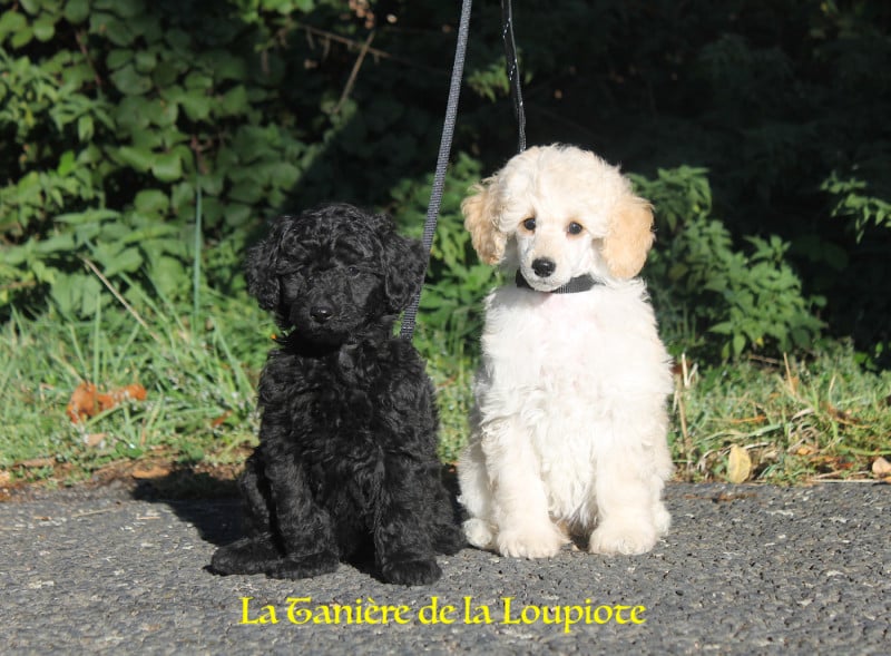 Caniche - De La Tanière De La Loupiote