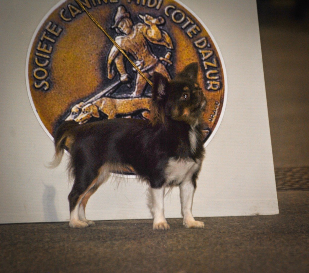 O choupette just a dream (Sans Affixe) - Excellent