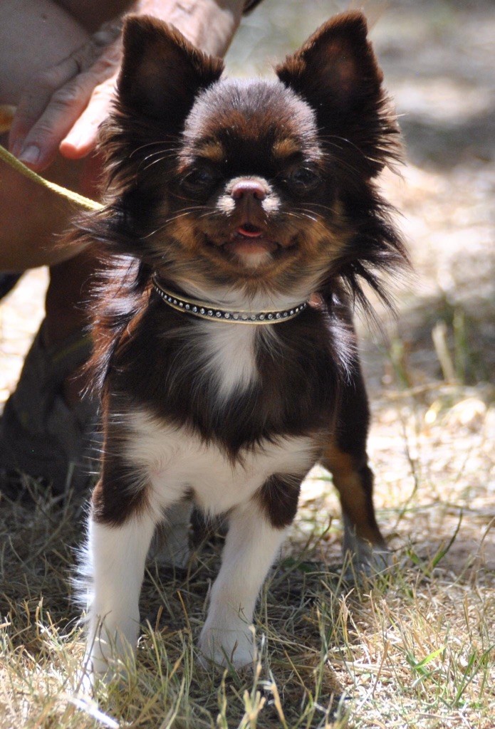 O choupette just a dream (Sans Affixe) - Excellent