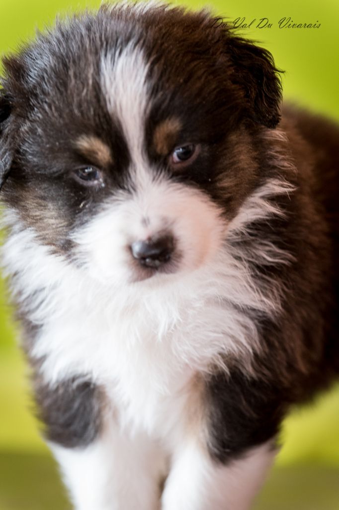 Publication : Du Val Du Vivarais Auteur : Nathalie Leclair