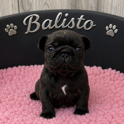 Les chiots de Bouledogue français