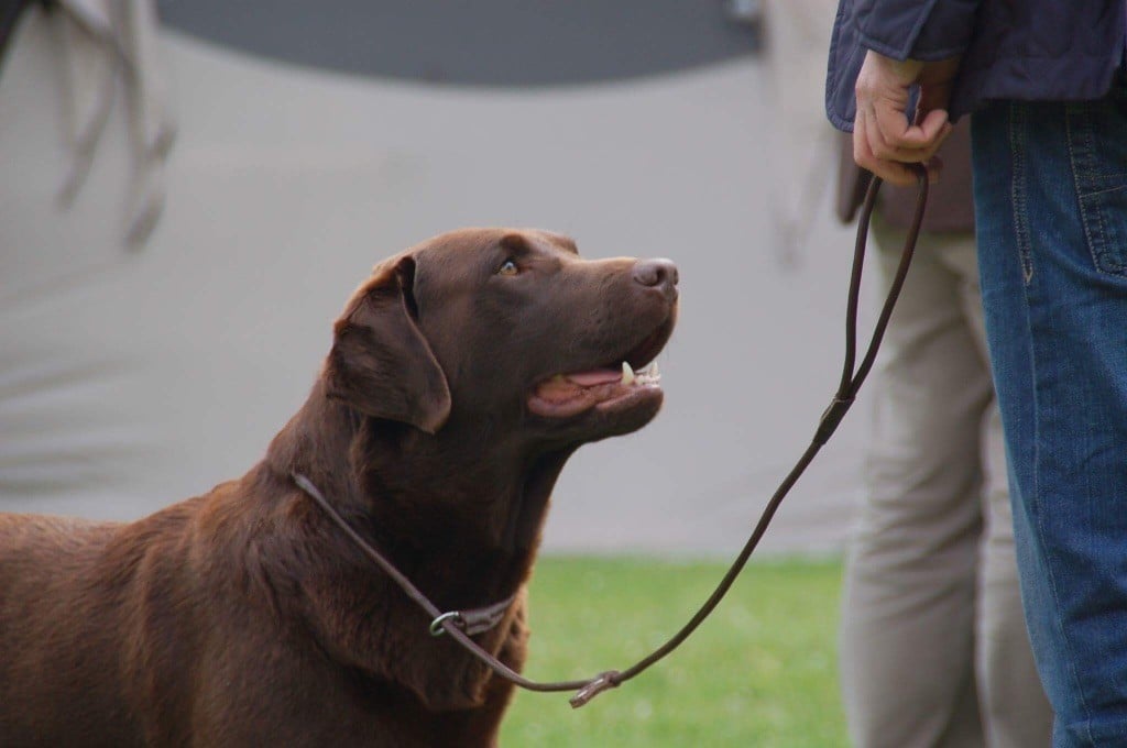 Publication : (Sans Affixe) Auteur : Valérie DELPRAT