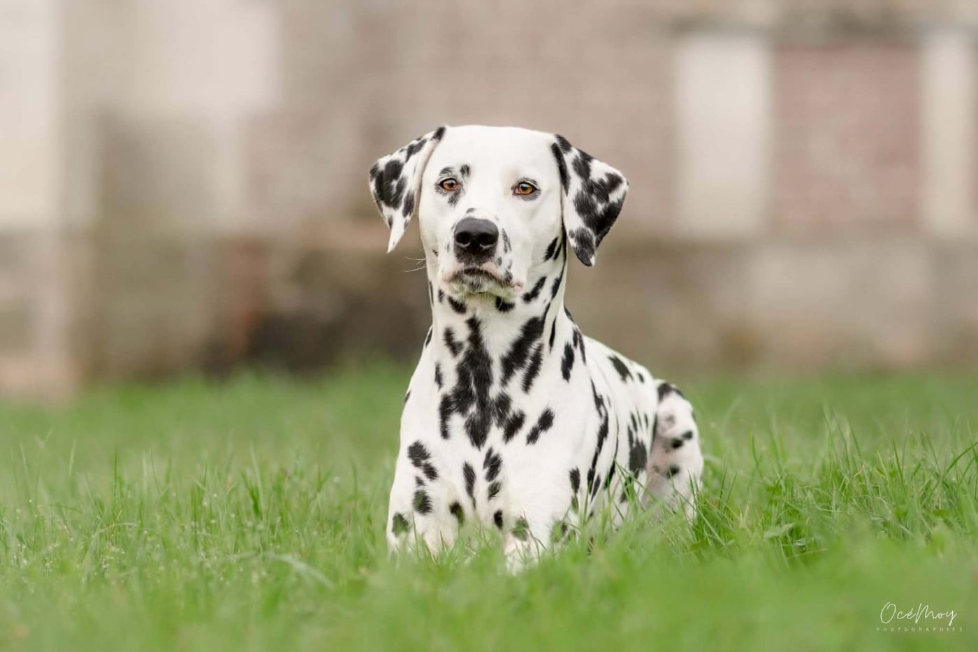 United Friends ultime amour