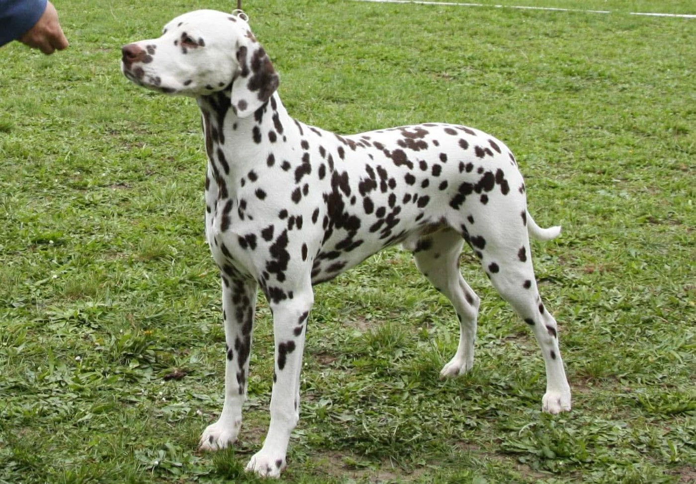 CH. wonderiz will turner Of The Love Spots