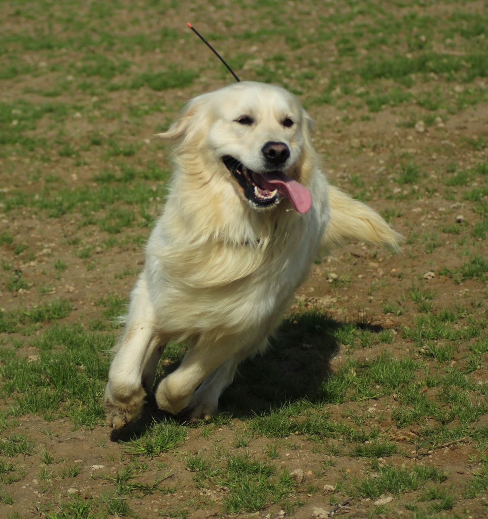 Publication : de la belle lady Auteur : DE LA BELLE LADY