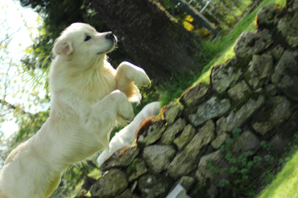 Publication : de la belle lady Auteur : DE LA BELLE LADY