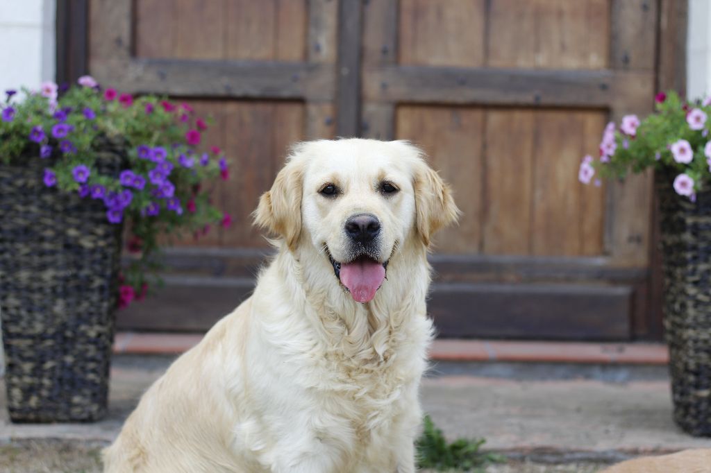 Publication : de la belle lady Auteur : LA BELLE LADY