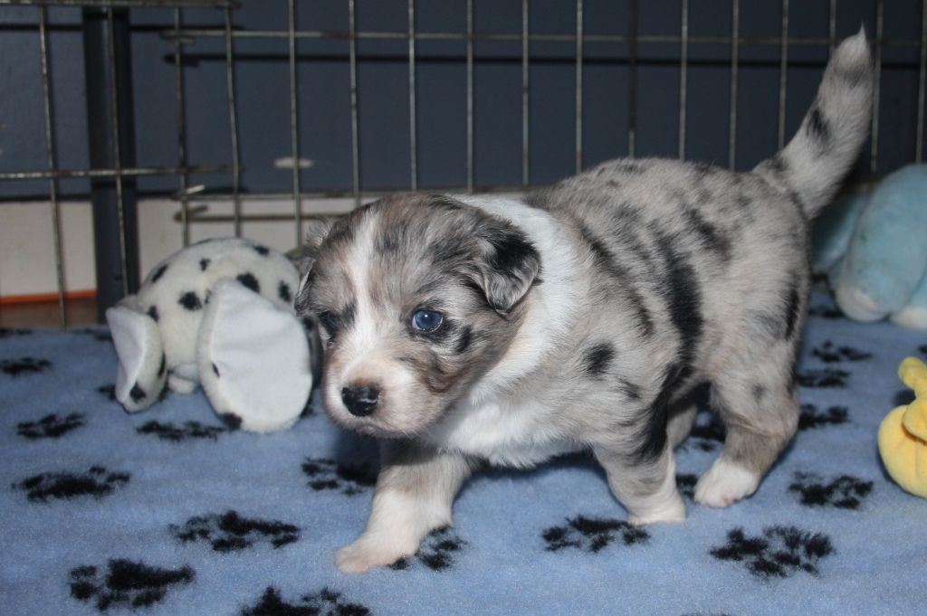 Chiot Berger Australien Santa Fee Femelle Disponible En Nouvelle Aquitaine 86 Vienne Toutes Les Portees Les Chiots De Race Les Eleveurs Et Chiens De Race Sont Sur Chiens De France Com