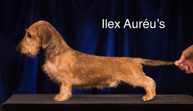 Publication : Ilex Auréu's  Auteur : ILEX AUREU'S