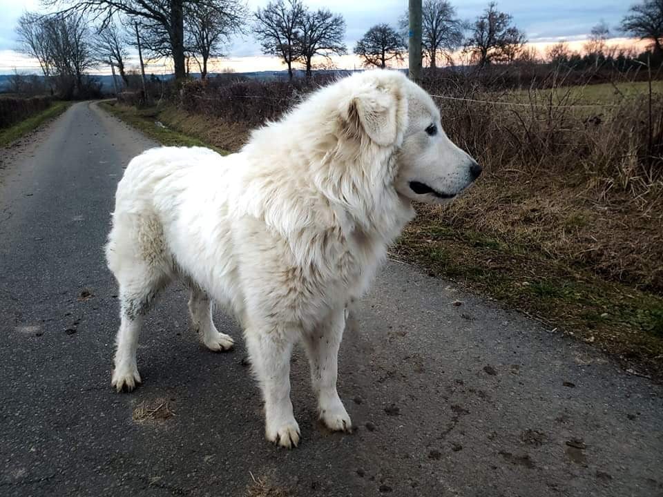 Thorin Des Meneurs D'Illawarra