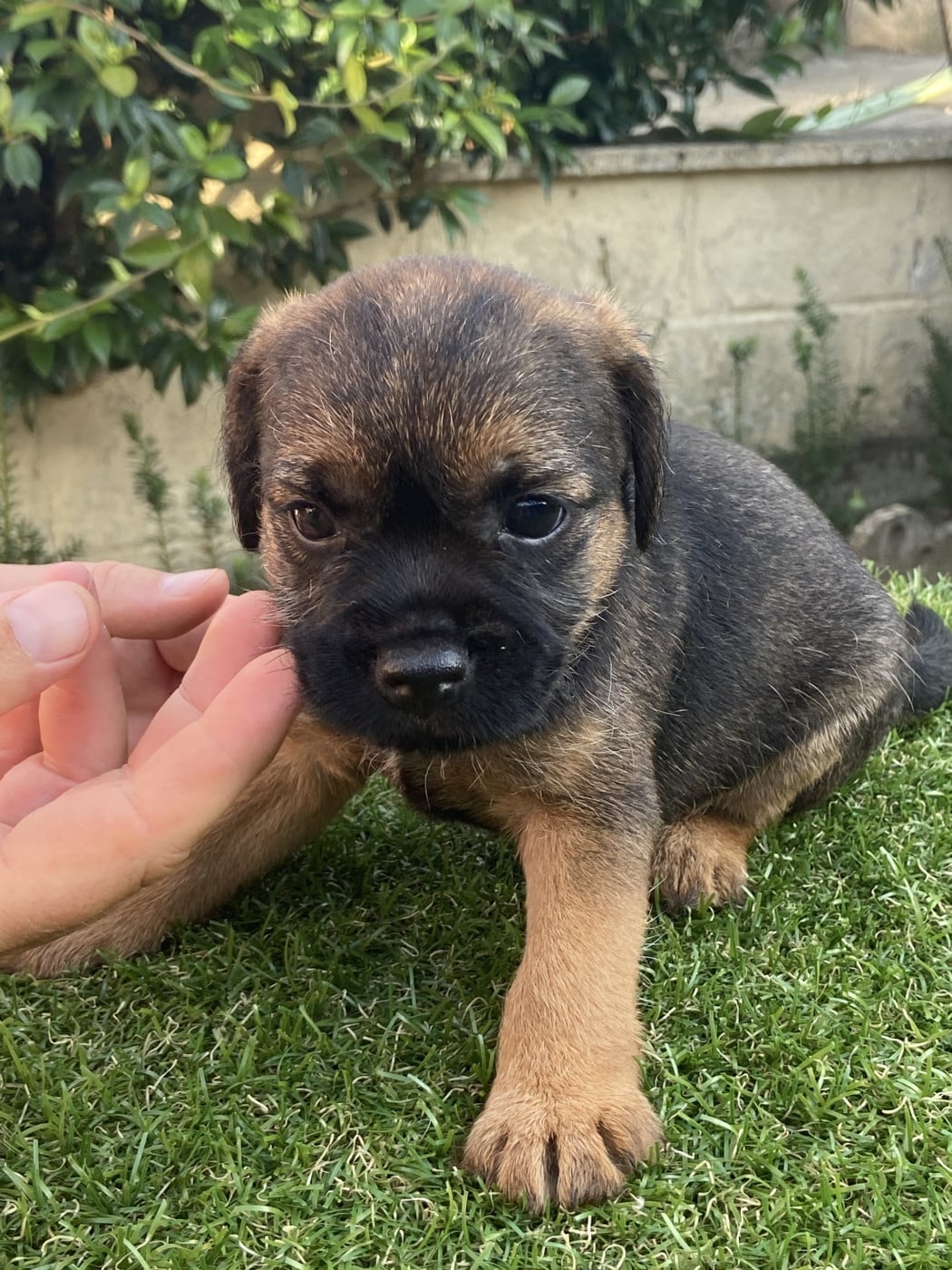 Bach - Border Terrier