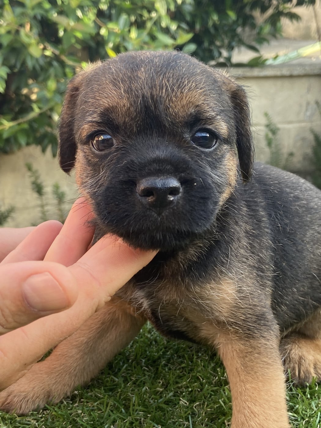 Berlioz - Border Terrier