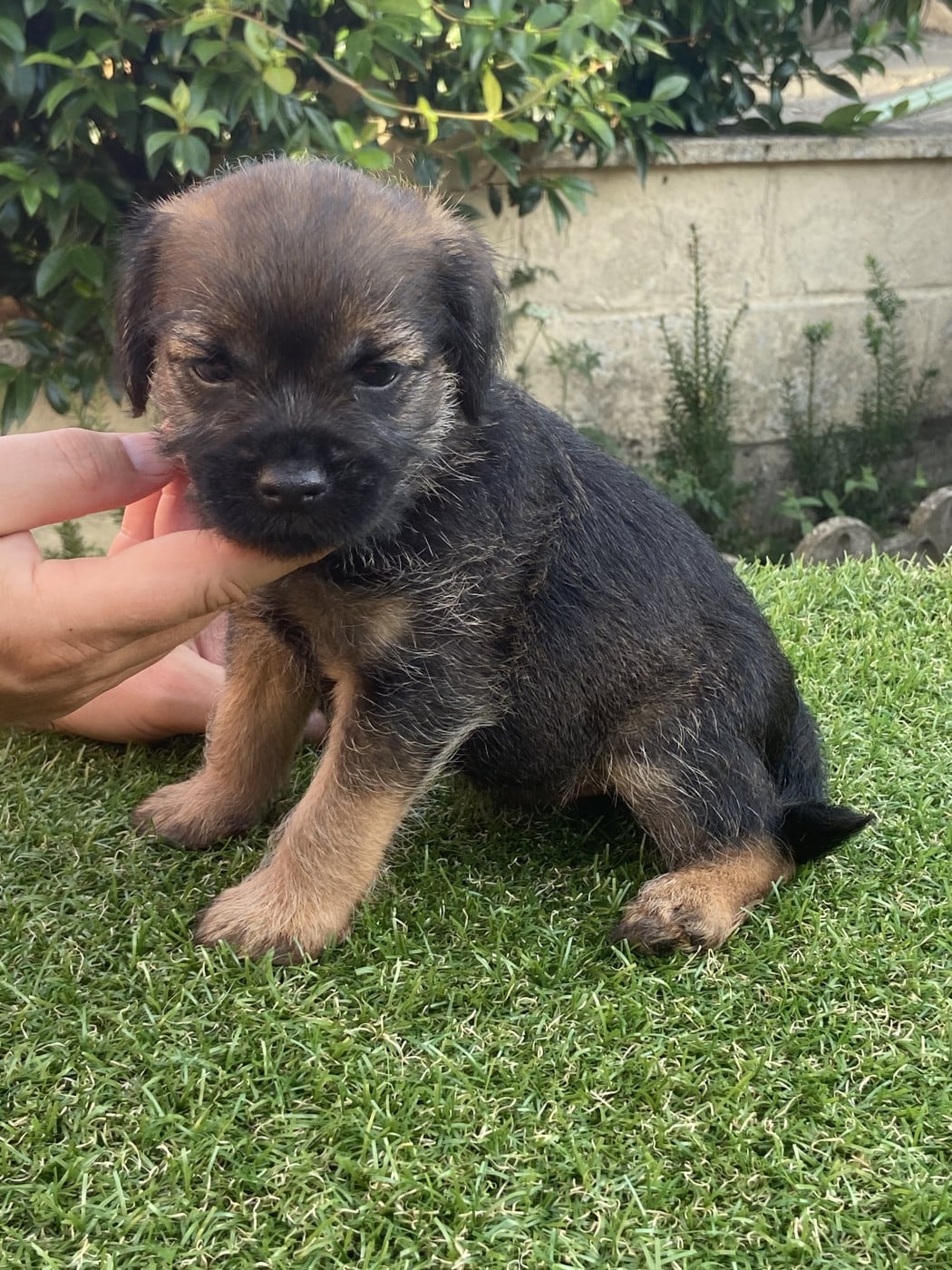 Bizet - Border Terrier
