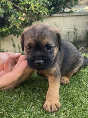 Les chiots de Border Terrier