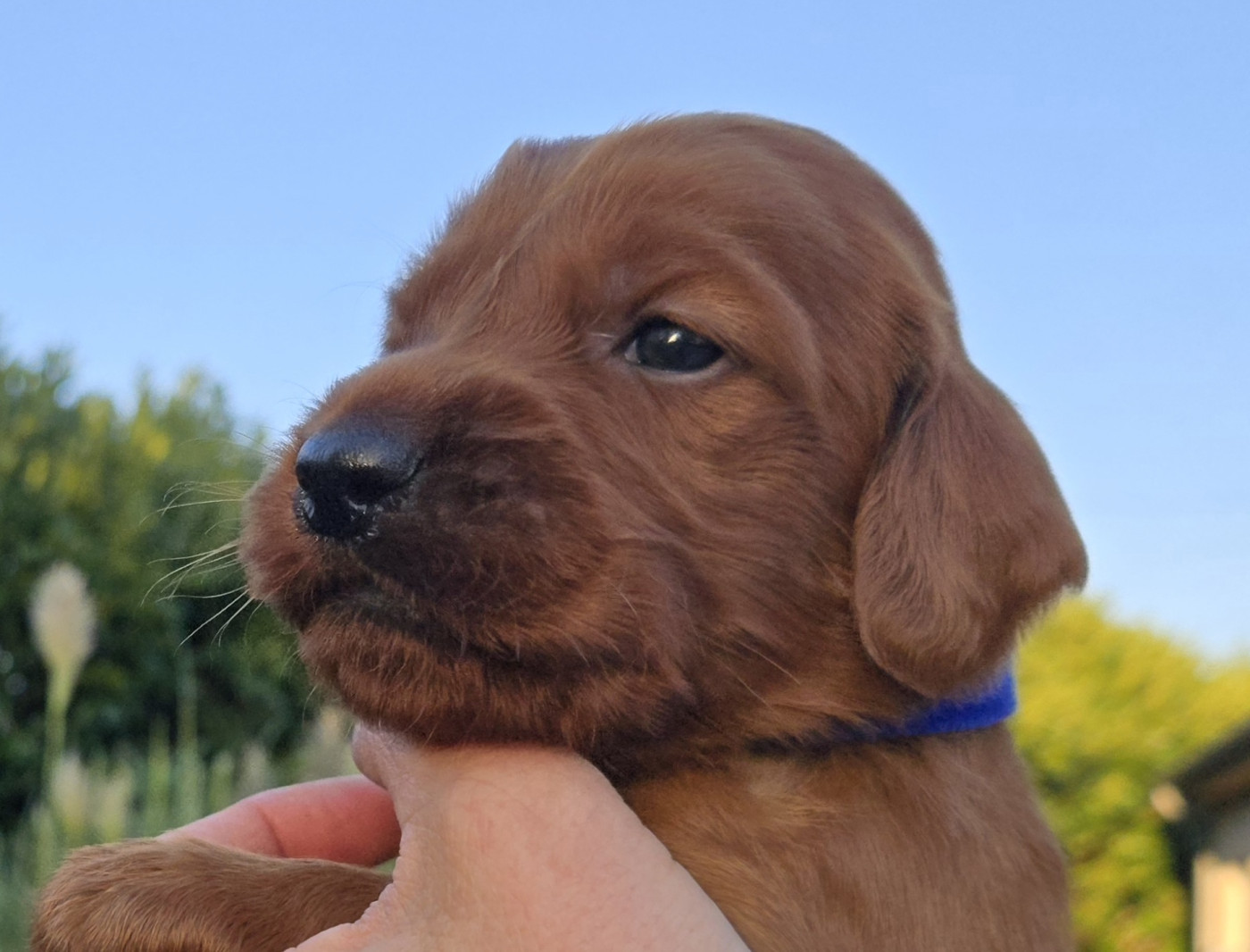 Collier bleu roi  ALTAIR