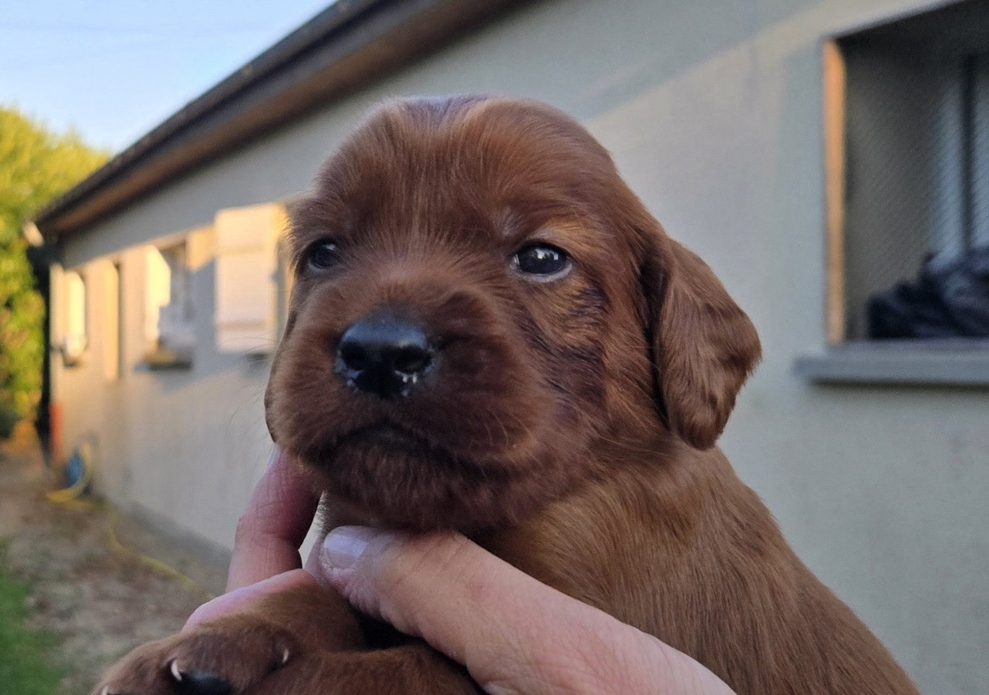 Collier bleu ciel ARAMIS