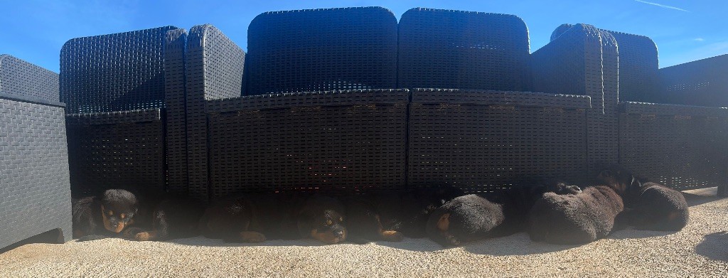 Rottweiler - De L’empreinte De Bounty