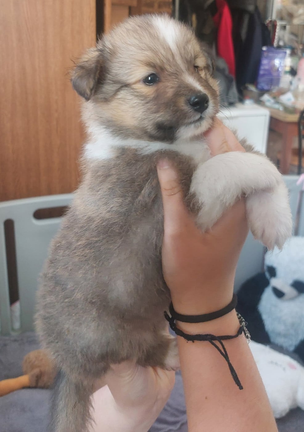 Chiot N°1 - Shetland Sheepdog