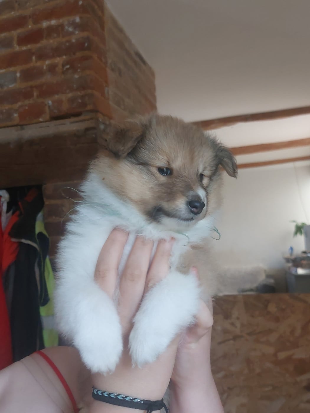 Chiot N°2 - Shetland Sheepdog
