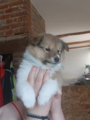 Les chiots de Shetland Sheepdog