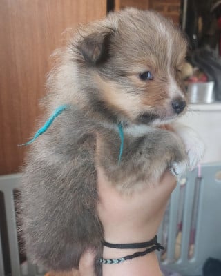 Les chiots de Shetland Sheepdog