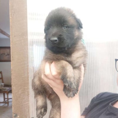 Les chiots de Berger Belge