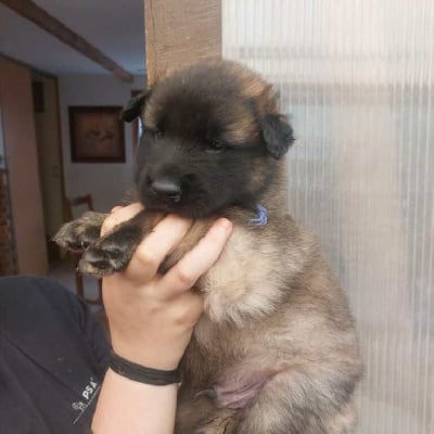 Les chiots de Berger Belge