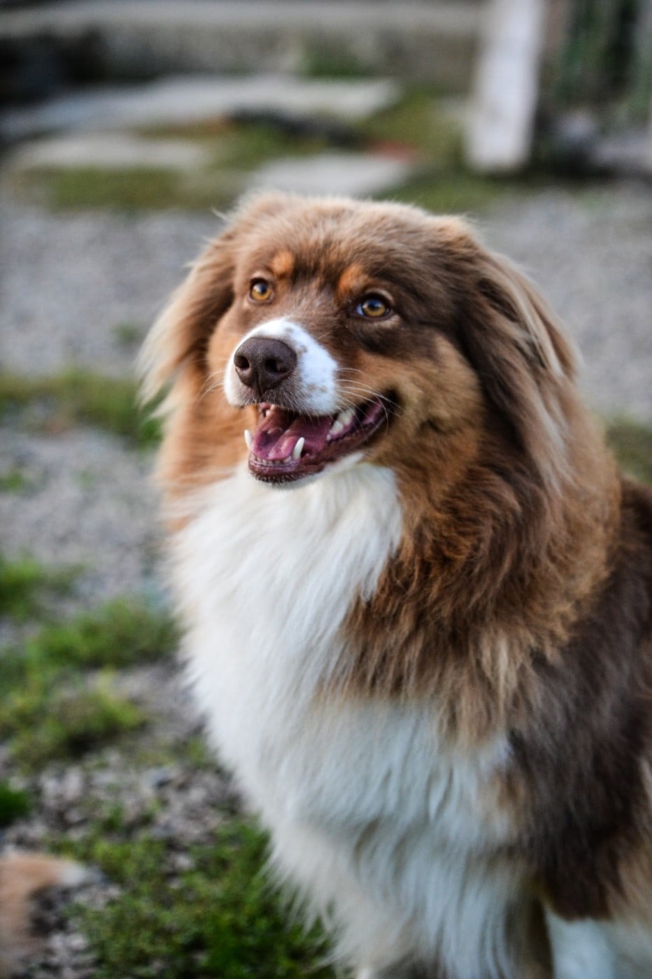 SHIVA de la Forêt de Corthomel