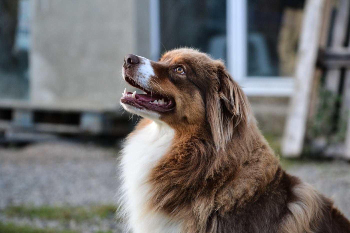 SHIVA de la Forêt de Corthomel