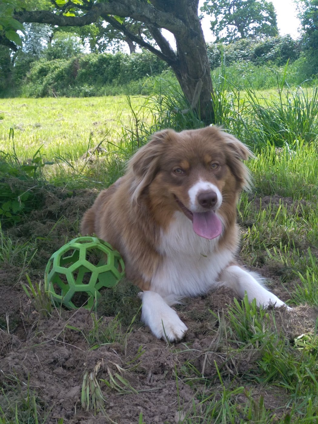 SHIVA de la Forêt de Corthomel