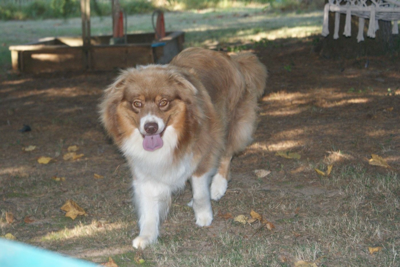 SHIVA de la Forêt de Corthomel