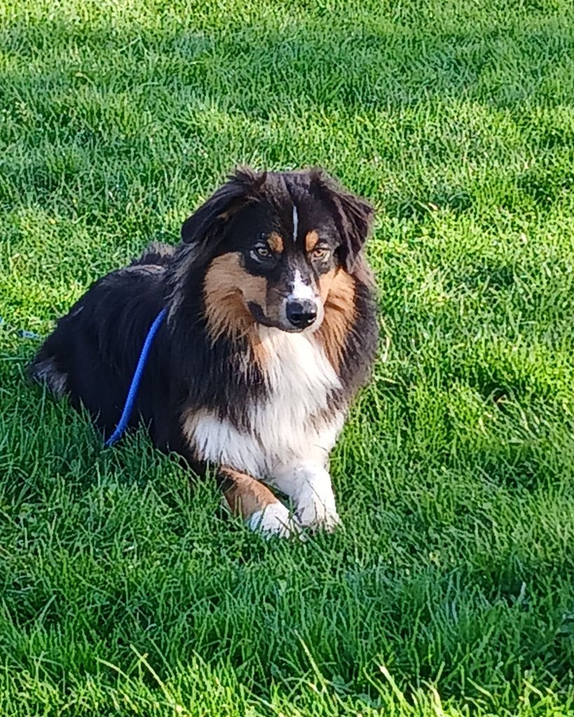 Uby de la Forêt de Corthomel