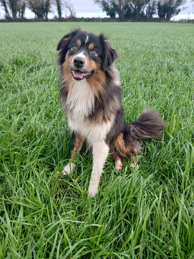 Uby de la Forêt de Corthomel