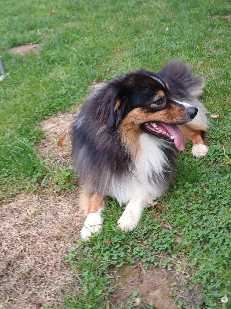 Uby de la Forêt de Corthomel