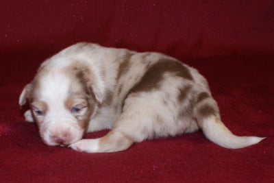 Les chiots de Berger Australien