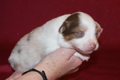 Les chiots de Berger Australien