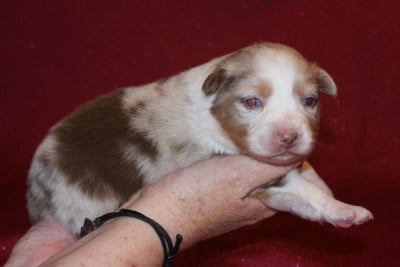 Les chiots de Berger Australien