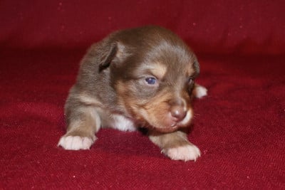 Les chiots de Berger Australien