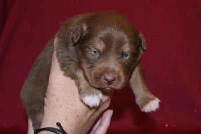 Les chiots de Berger Australien