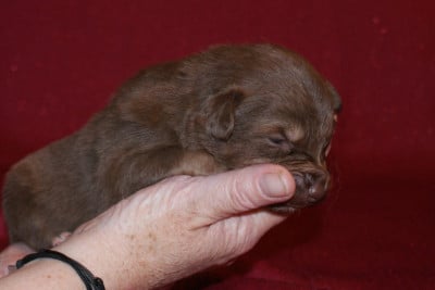 Les chiots de Berger Australien