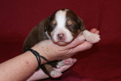 Les chiots de Berger Australien