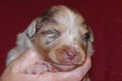 Les chiots de Berger Australien
