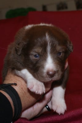 Les chiots de Berger Australien