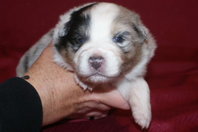 Les chiots de Berger Australien