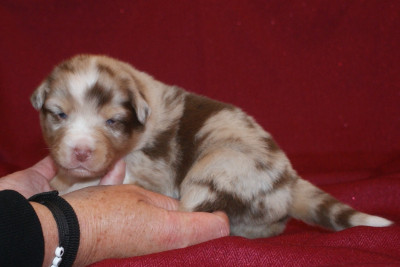 Les chiots de Berger Australien
