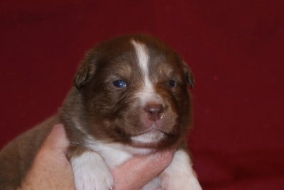 Les chiots de Berger Australien