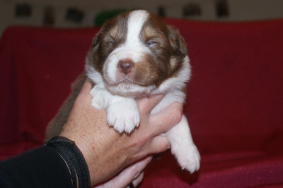 Les chiots de Berger Australien